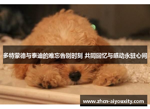 多特蒙德与泰迪的难忘告别时刻 共同回忆与感动永驻心间